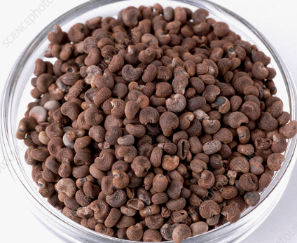 Seeds